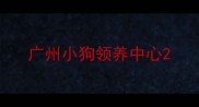 广州小狗领养中心