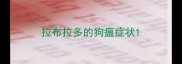 拉布拉多的狗瘟症状
