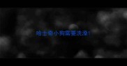 哈士奇小狗需要洗澡