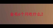 金毛6个月吃什么