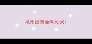 杭州出售金毛幼犬