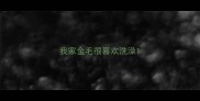 我家金毛很喜欢洗澡