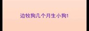边牧狗几个月生小狗