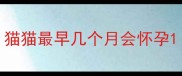 猫猫最早几个月会怀孕