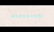 成年边牧多大体型