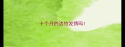 十个月的边牧发情吗
