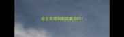哈士奇喂狗粮需要泡吗
