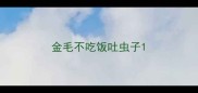 金毛不吃饭吐虫子