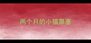 两个月的小猫鼻塞