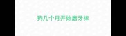 狗几个月开始磨牙棒