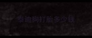 泰迪狗打胎多少钱