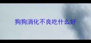 狗狗消化不良吃什么好