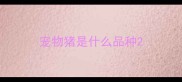 宠物猪是什么品种