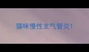 猫咪慢性支气管炎