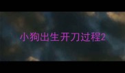 小狗出生开刀过程