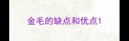 金毛的缺点和优点