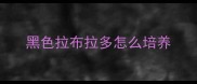 黑色拉布拉多怎么培养
