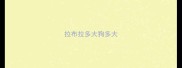 拉布拉多大狗多大