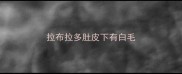 拉布拉多肚皮下有白毛