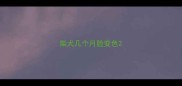 柴犬几个月脸变色