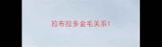 拉布拉多金毛关系