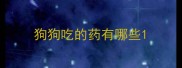 狗狗吃的药有哪些