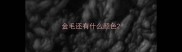 金毛还有什么颜色
