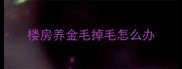 楼房养金毛掉毛怎么办