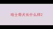 哈士奇犬长什么样