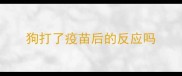 狗打了疫苗后的反应吗