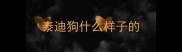 泰迪狗什么样子的