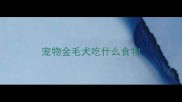 宠物金毛犬吃什么食物