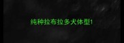 纯种拉布拉多犬体型