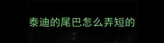 泰迪的尾巴怎么弄短的