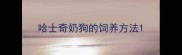 哈士奇奶狗的饲养方法