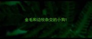 金毛和边牧杂交的小狗