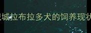 西安纺织城拉布拉多犬的饲养现状与挑战