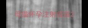 母猫怀孕注射疫苗