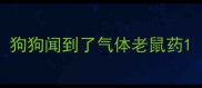 狗狗闻到了气体老鼠药
