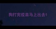 狗打完疫苗马上出去