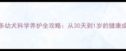 拉布拉多幼犬科学养护全攻略从30天到1岁的健康成长指南