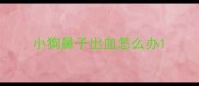 小狗鼻子出血怎么办
