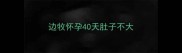 边牧怀孕40天肚子不大