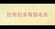 拉布拉多背部毛长