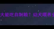 狗狗多大能吃自制粮幼犬喂养全攻略