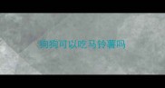 狗狗可以吃马铃薯吗