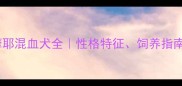哈士奇萨摩耶混血犬全性格特征饲养指南健康贴士