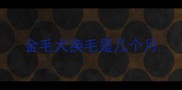 金毛犬换毛是几个月