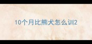 10个月比熊犬怎么训