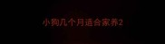 小狗几个月适合家养